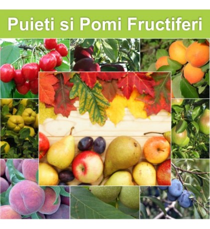 POMI FRUCTIFERI 
