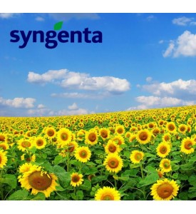 FLOAREA SOARELUI Syngenta ALEGO CL