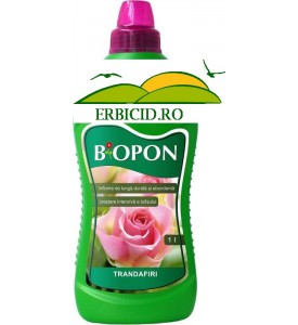 Ingrasamant trandafiri