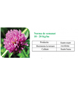 Trifoi rosu - Trifolium pratense